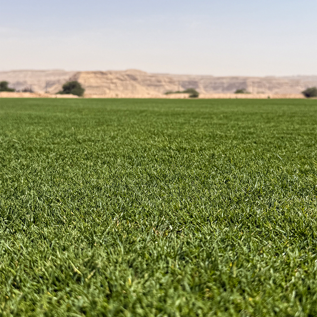 TourTurf® Thatch-Less® FTD Fungi Thatch Degrader 